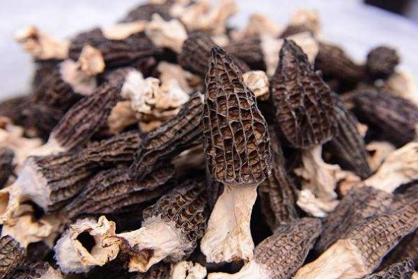 羊肚菌要泡多久才能煮 羊肚菌有白色是發(fā)霉嗎 羊肚菌要泡多久才能煮 羊肚菌有白色是發(fā)霉嗎