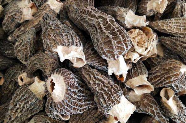 羊肚菌哪些人不宜吃 羊肚菌小孩可以吃嗎 羊肚菌哪些人不宜吃 羊肚菌小孩可以吃嗎