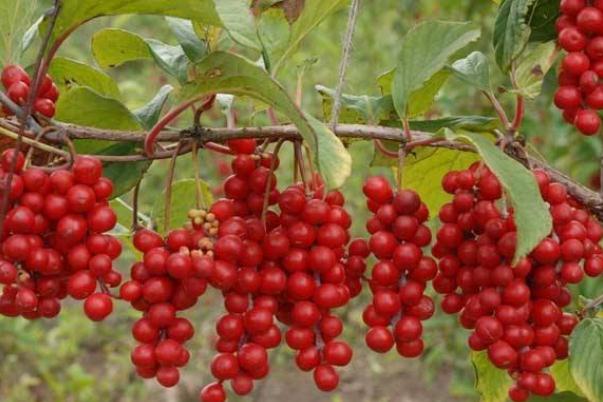 五味子是哪五種味道 五味子是溫性還是寒性 五味子是哪五種味道 五味子是溫性還是寒性