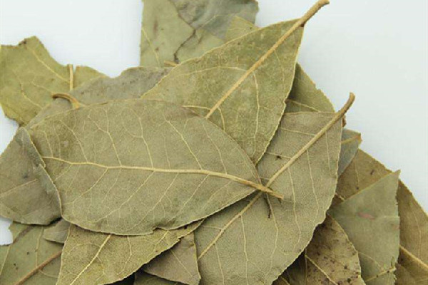 香葉怎么區(qū)分真假 香葉怎么分辨好壞 香葉怎么區(qū)分真假 香葉怎么分辨好壞