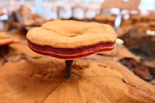 靈芝變質(zhì)了是什么樣子 靈芝放在家中哪里最好 靈芝變質(zhì)了是什么樣子 靈芝放在家中哪里最好