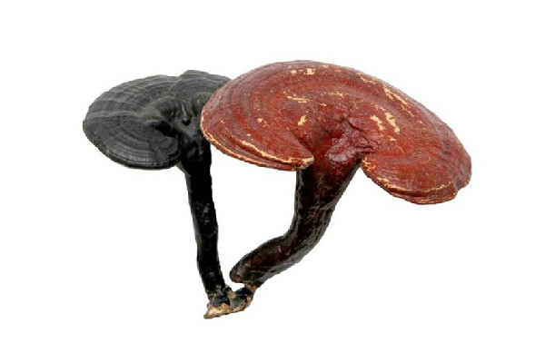 靈芝可以煲雞湯嗎 靈芝煲湯放什么調(diào)料好 靈芝可以煲雞湯嗎 靈芝煲湯放什么調(diào)料好