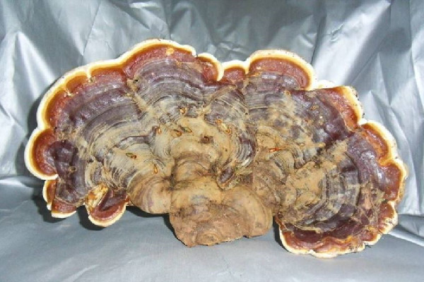 靈芝可以煲雞湯嗎 靈芝煲湯放什么調(diào)料好 靈芝可以煲雞湯嗎 靈芝煲湯放什么調(diào)料好