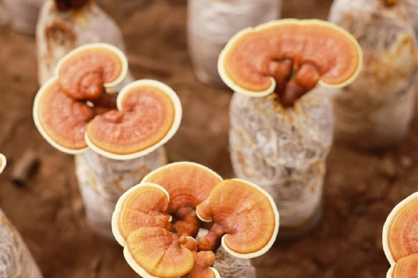 靈芝是中藥還是保健品 靈芝藥用價值是什么 靈芝是中藥還是保健品 靈芝藥用價值是什么