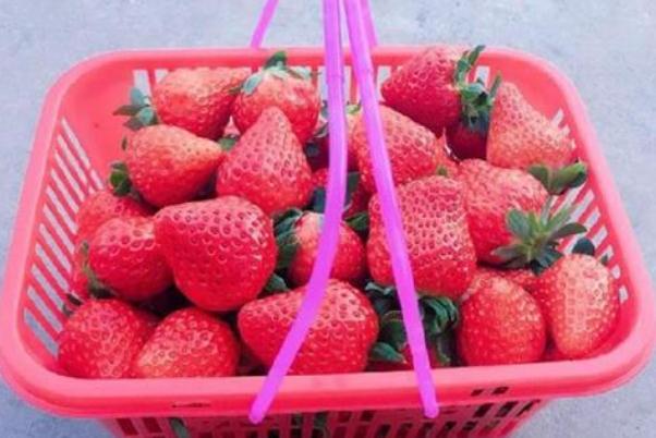 草莓什么季節(jié)成熟 120元買一籃草莓底部塞1斤菜葉 草莓什么季節(jié)成熟 120元買一籃草莓底部塞1斤菜葉