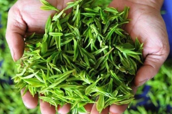 廬山云霧茶保質(zhì)期多久 廬山云霧茶要洗茶嗎 廬山云霧茶保質(zhì)期多久 廬山云霧茶要洗茶嗎