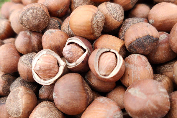 榛子是什么樹的果實(shí) 榛子是哪個(gè)地方的特產(chǎn) 榛子是什么樹的果實(shí) 榛子是哪個(gè)地方的特產(chǎn)