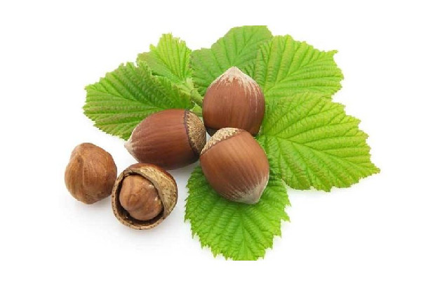 榛子煮多久才會煮 榛子怎么煮容易殼容易剝 榛子煮多久才會煮 榛子怎么煮容易殼容易剝