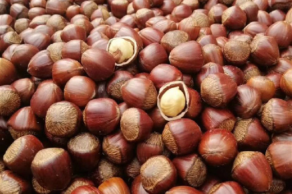 榛子是什么樹的果實(shí) 榛子是哪個(gè)地方的特產(chǎn) 榛子是什么樹的果實(shí) 榛子是哪個(gè)地方的特產(chǎn)