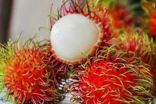 紅毛丹孕早期可以吃嗎 紅毛丹孕婦一天吃幾個 紅毛丹孕早期可以吃嗎 紅毛丹孕婦一天吃幾個