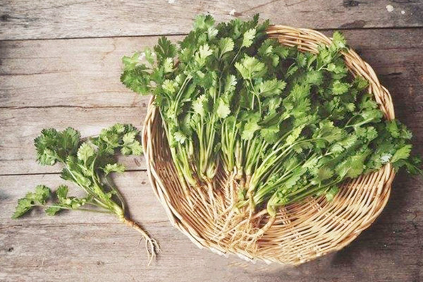 香菜會不會上火 香菜會不會回奶 香菜會不會上火 香菜會不會回奶