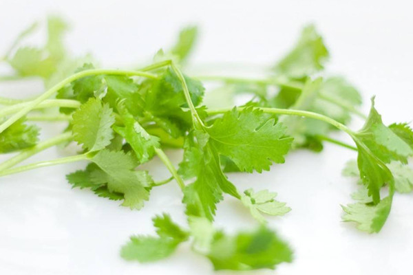 香菜如何選購(gòu) 香菜如何長(zhǎng)期保存 香菜如何選購(gòu) 香菜如何長(zhǎng)期保存