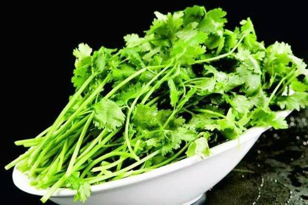 香菜如何選購(gòu) 香菜如何長(zhǎng)期保存 香菜如何選購(gòu) 香菜如何長(zhǎng)期保存