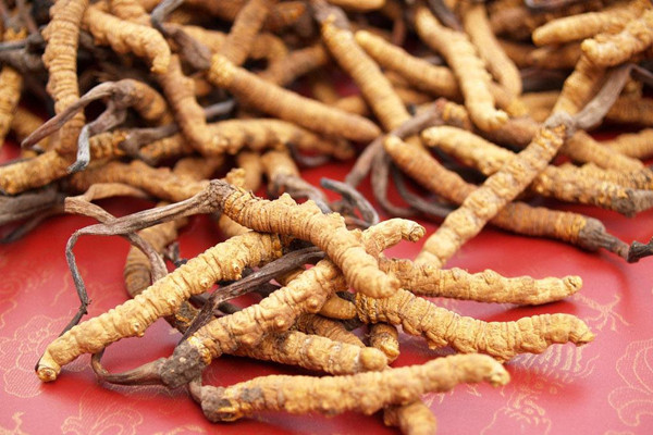 冬蟲夏草能泡酒嗎 冬蟲夏草泡酒的功效 冬蟲夏草能泡酒嗎 冬蟲夏草泡酒的功效