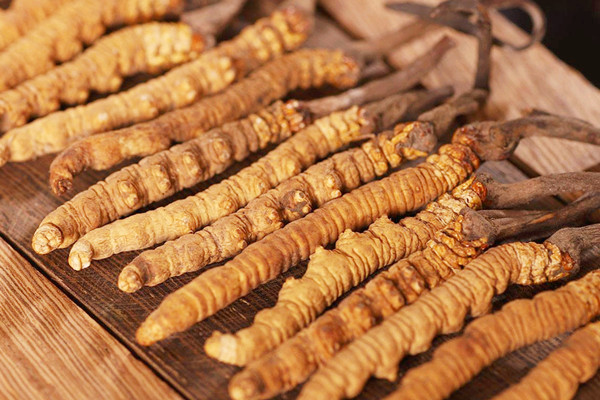 冬蟲夏草能泡酒嗎 冬蟲夏草泡酒的功效 冬蟲夏草能泡酒嗎 冬蟲夏草泡酒的功效