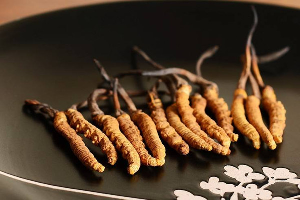 冬蟲夏草能每天吃嗎 冬蟲夏草一天吃多少為好 冬蟲夏草能每天吃嗎 冬蟲夏草一天吃多少為好