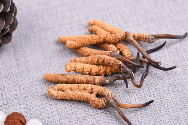 冬蟲夏草可以空腹吃嗎 冬蟲夏草兒童可以吃嗎 冬蟲夏草可以空腹吃嗎 冬蟲夏草兒童可以吃嗎