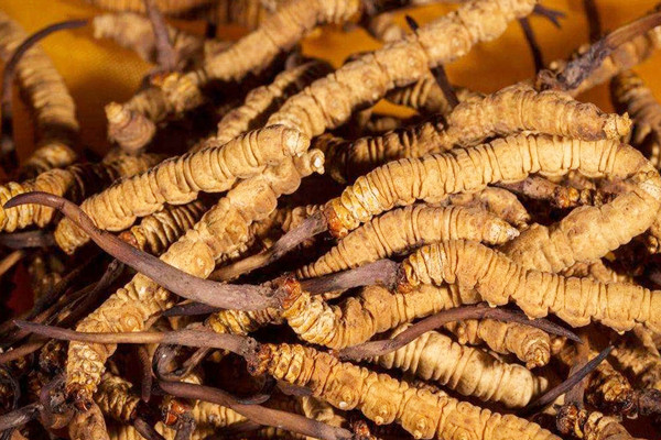 冬蟲夏草可以空腹吃嗎 冬蟲夏草兒童可以吃嗎 冬蟲夏草可以空腹吃嗎 冬蟲夏草兒童可以吃嗎