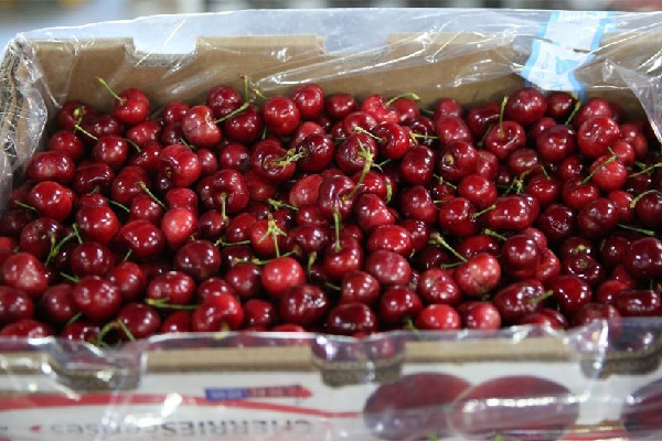 車?yán)遄雍橇扛邌?車?yán)遄舆m合糖尿病人吃嗎 車?yán)遄雍橇扛邌?車?yán)遄舆m合糖尿病人吃嗎