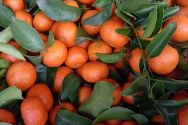 沙糖桔的營(yíng)養(yǎng)功效與作用 沙糖桔上火還是降火