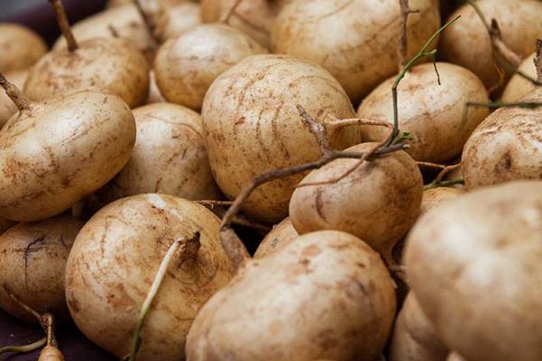 涼薯有淀粉嗎 涼薯會(huì)脹氣嗎 涼薯有淀粉嗎 涼薯會(huì)脹氣嗎