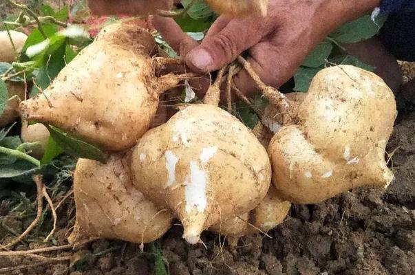 涼薯孕婦可以生吃嗎 涼薯孕婦吃有好處嗎 涼薯孕婦可以生吃嗎 涼薯孕婦吃有好處嗎