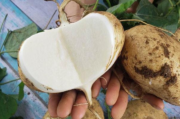 涼薯是涼性還是熱性 涼薯上火還是降火 涼薯是涼性還是熱性 涼薯上火還是降火