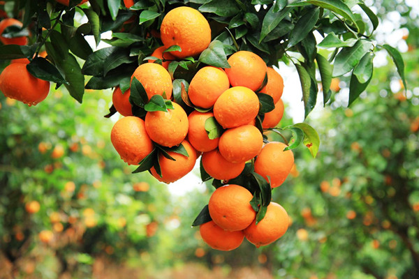 沃柑吃了會(huì)不會(huì)變黃 沃柑有什么營(yíng)養(yǎng)價(jià)值 沃柑吃了會(huì)不會(huì)變黃 沃柑有什么營(yíng)養(yǎng)價(jià)值