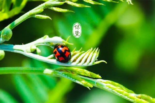 驚蟄的來歷和風俗 驚蟄應該吃什么 驚蟄的來歷和風俗 驚蟄應該吃什么