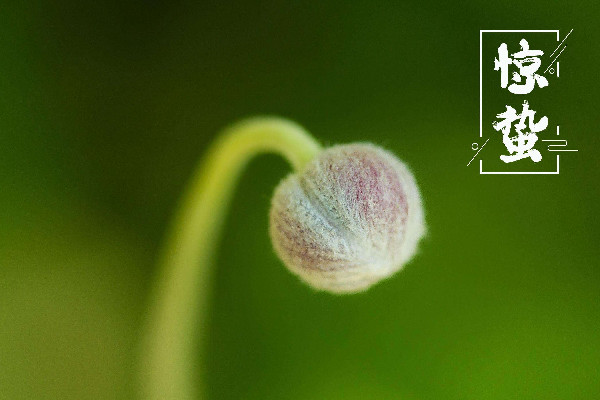 驚蟄是第幾個節(jié)氣 驚蟄是2022年的幾月幾日