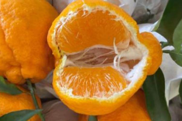 丑橘的營養(yǎng)價值 丑橘的保存方法 丑橘的營養(yǎng)價值 丑橘的保存方法