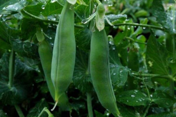 豌豆發(fā)芽了還可以吃嗎 豌豆是毛豆嗎 豌豆發(fā)芽了還可以吃嗎 豌豆是毛豆嗎