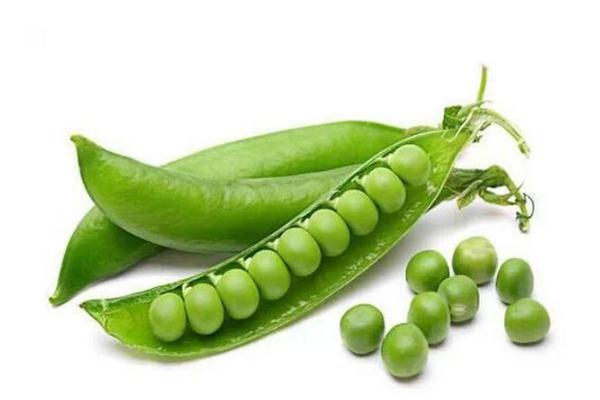 豌豆的營(yíng)養(yǎng)價(jià)值與食用功效 豌豆的營(yíng)養(yǎng)成分 豌豆的營(yíng)養(yǎng)價(jià)值與食用功效 豌豆的營(yíng)養(yǎng)成分