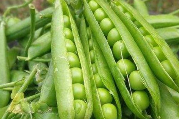 豌豆的營(yíng)養(yǎng)價(jià)值與食用功效 豌豆的營(yíng)養(yǎng)成分 豌豆的營(yíng)養(yǎng)價(jià)值與食用功效 豌豆的營(yíng)養(yǎng)成分