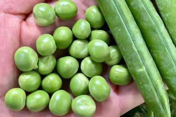 豌豆的營(yíng)養(yǎng)價(jià)值與食用功效 豌豆的營(yíng)養(yǎng)成分 豌豆的營(yíng)養(yǎng)價(jià)值與食用功效 豌豆的營(yíng)養(yǎng)成分