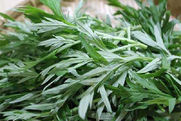 艾草泡腳天天可以泡嗎 艾草泡腳多久一次為宜 艾草泡腳天天可以泡嗎 艾草泡腳多久一次為宜