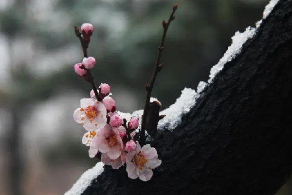 倒春寒吃什么食物最暖身 倒春寒吃羊肉好嗎 倒春寒吃什么食物最暖身 倒春寒吃羊肉好嗎