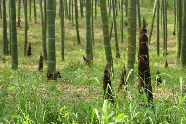 春筍可以燉湯嗎 春筍燉湯怎么做好吃 春筍可以燉湯嗎 春筍燉湯怎么做好吃