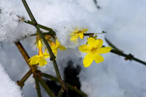 倒春寒穿什么衣服 倒春寒要冷多久 倒春寒穿什么衣服 倒春寒要冷多久