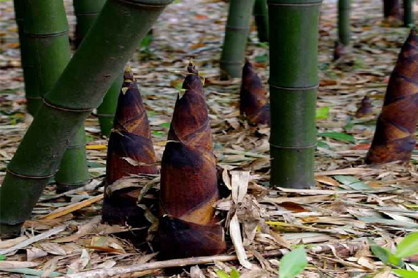 春筍有什么營(yíng)養(yǎng)價(jià)值 春筍適合孕婦吃嗎