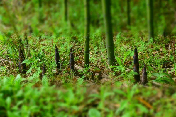 春筍可以燉湯嗎 春筍燉湯怎么做好吃 春筍可以燉湯嗎 春筍燉湯怎么做好吃