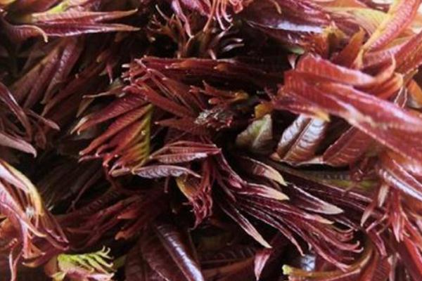 香椿孕婦可以吃嗎 香椿是回奶的嗎 香椿孕婦可以吃嗎 香椿是回奶的嗎