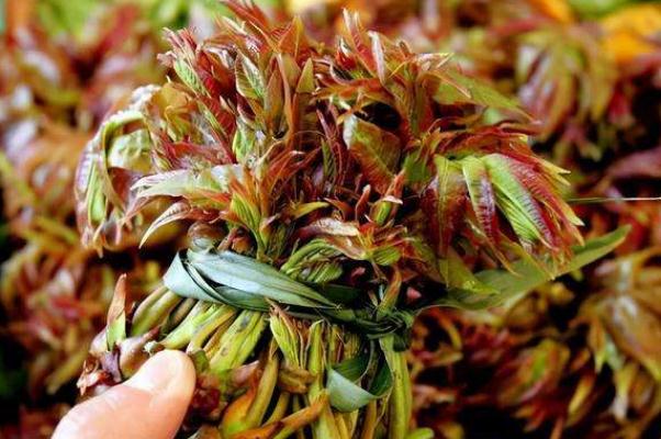 香椿孕婦可以吃嗎 香椿是回奶的嗎 香椿孕婦可以吃嗎 香椿是回奶的嗎