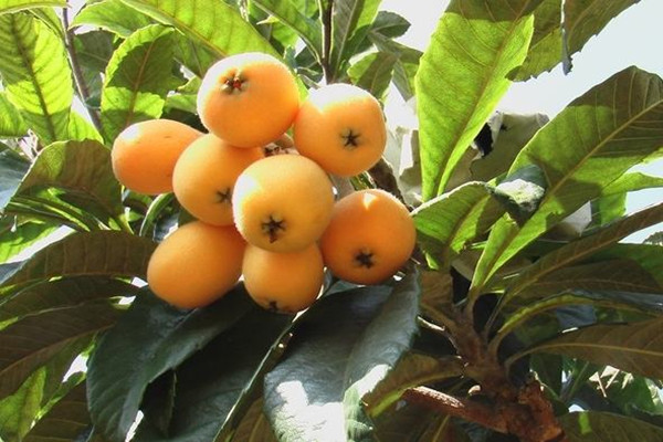 枇杷有助于減肥嗎 枇杷對(duì)胃有影響嗎 枇杷有助于減肥嗎 枇杷對(duì)胃有影響嗎