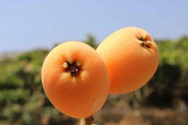 枇杷可以放冰箱嗎 枇杷酸放幾天會甜嗎 枇杷可以放冰箱嗎 枇杷酸放幾天會甜嗎