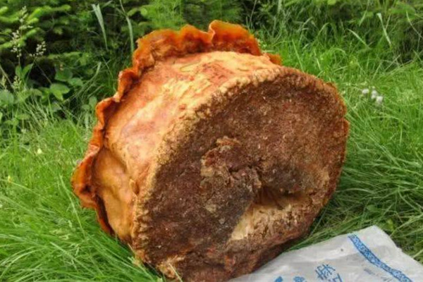 2022年犯太歲的五個生肖 犯太歲是什么意思 2022年犯太歲的五個生肖 犯太歲是什么意思