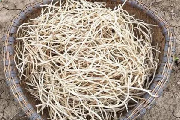 折耳根有幾種叫法 折耳根有馬兜鈴酸嗎 折耳根有幾種叫法 折耳根有馬兜鈴酸嗎