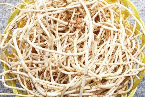 折耳根要焯水嗎 折耳根要煮多久 折耳根要焯水嗎 折耳根要煮多久