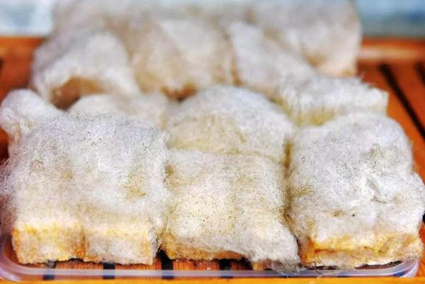 毛豆腐的毛能不能吃 毛豆腐可不可以直接吃 毛豆腐的毛能不能吃 毛豆腐可不可以直接吃