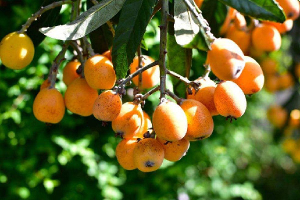 枇杷可以煮著吃嗎 枇杷和蜂蜜一起可以止咳嗎 枇杷可以煮著吃嗎 枇杷和蜂蜜一起可以止咳嗎